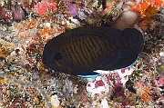 Centropyge multispinis Poisson ange nain brun-Maldives Fish Head-20m-20240423-da-DSC_6156_tn